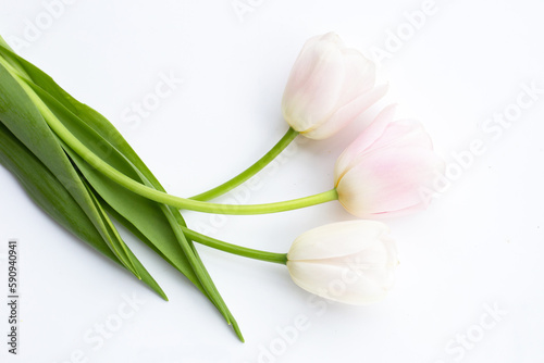 White pink tulips on white background.