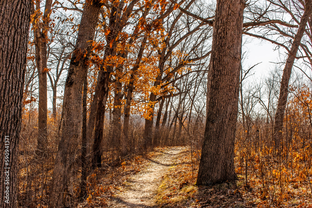 A hiking trail in a golden oak tree forest in the autumn.