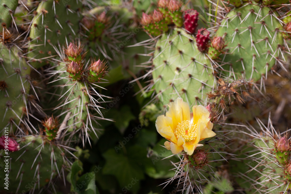 Beautiful prickly green cactus in hot summer weather in nature Beautiful prickly green cactus in hot summer weather in nature