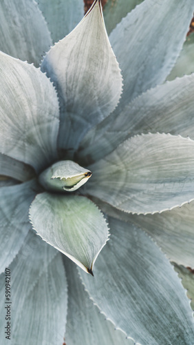 Foto en macro de hoja verde brillante de una planta de agave exótica que crece en la naturaleza photo