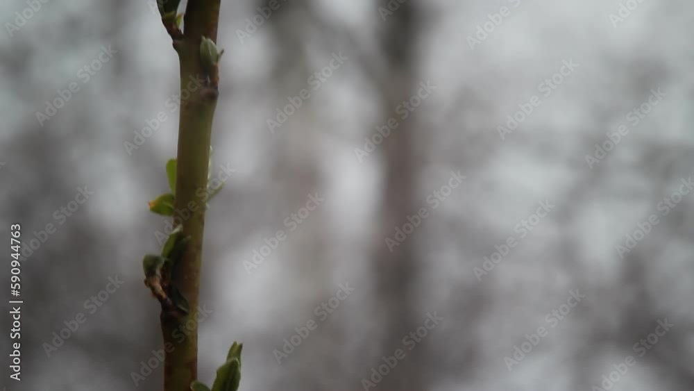 A spring tree is blooming. The background is blurred. The camera moves from bottom to top. A spring tree is blooming. The background is blurred. The camera moves from bottom to top.