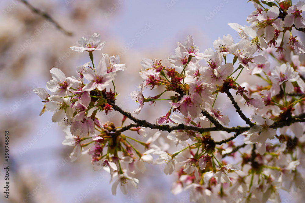 Cherry blossoms after winter and sunnt days Cherry blossoms after winter and sunnt days