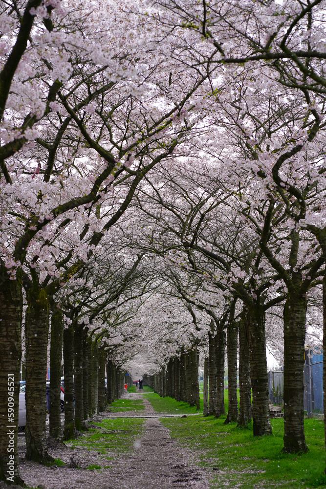 Cherry blossoms after winter and sunnt days Cherry blossoms after winter and sunnt days