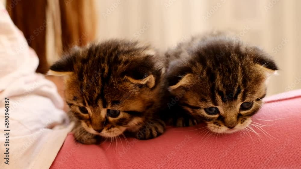 Kittens in the arms of a child.Two striped kittens in the lap of a child. 4k footage Kittens in the arms of a child.Two striped kittens in the lap of a child. 4k footage