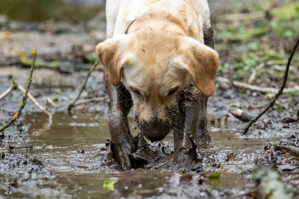 Fototapeta premium dog in the water