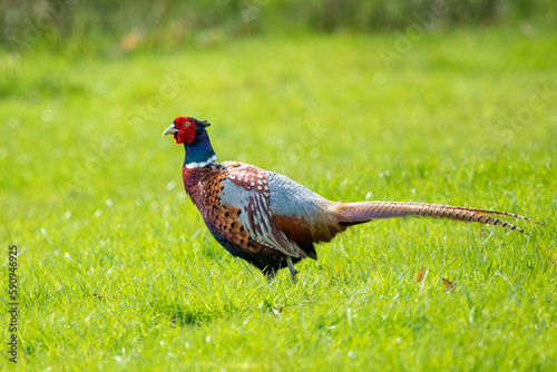 pheasant male in the grass