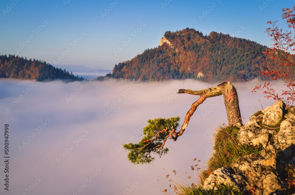 Beautiful autumn landscape on top of the mountain above the clouds. Colorful morning on Sokolica mountain in Pieniny National Park, Poland.
