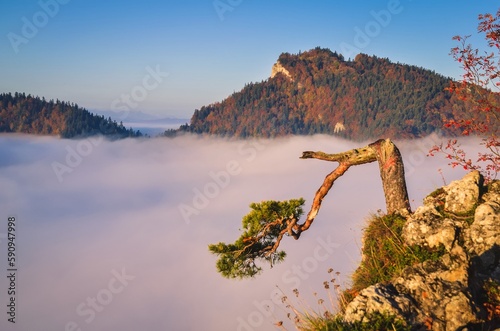 Obraz na płótnie Beautiful autumn landscape on top of the mountain above the clouds. Colorful morning on Sokolica mountain in Pieniny National Park, Poland. w salonie