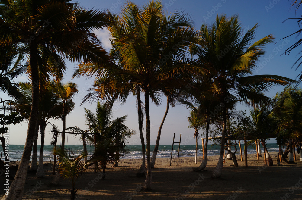 Paisaje de palmeras en mar caribe, playa cielo azul. Paisaje de palmeras en mar caribe, playa cielo azul.