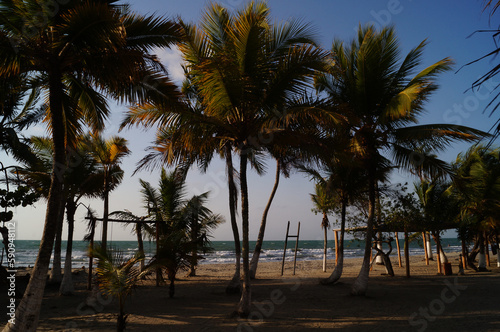 Paisaje de palmeras en mar caribe, playa cielo azul.