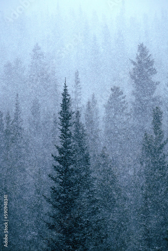 Snow Falling, Tall Trees
