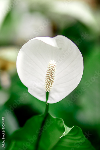 The white crysanthenum