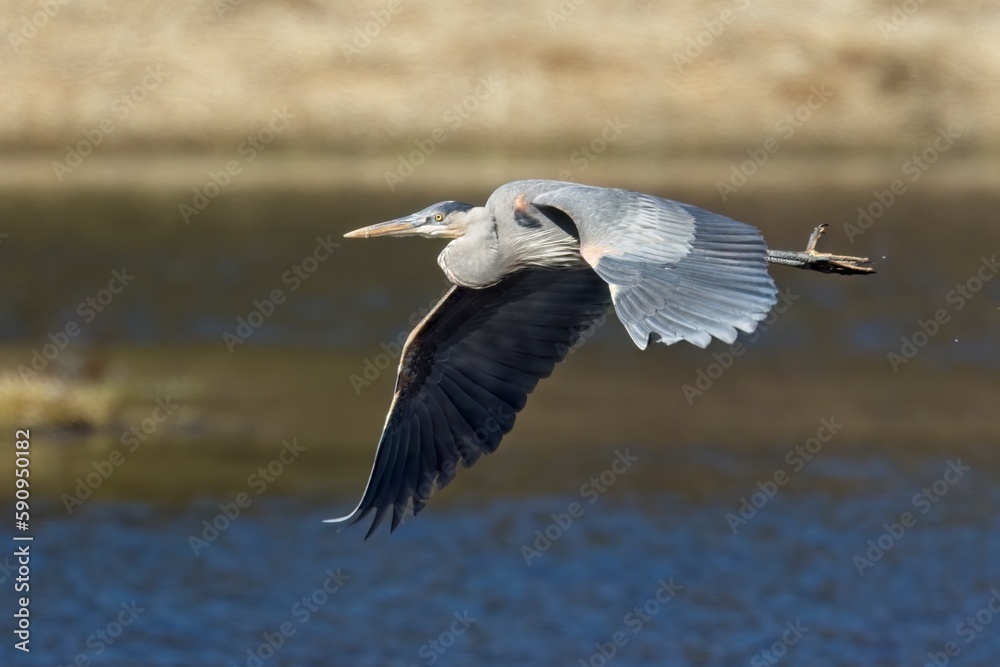 Fototapeta premium Great blue heron flying above the water.