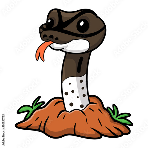 Cute oreo pied ball python cartoon out from hole