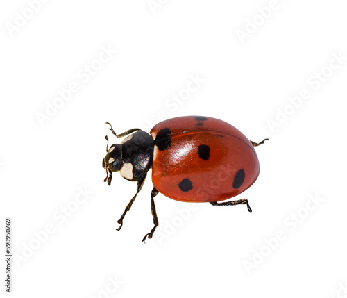 Top side closeup macro view of red ladybug isolated cutout on transparent © Julia