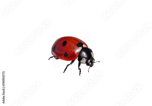 Closeup macro front side view red ladybug isolated cutout on transparent