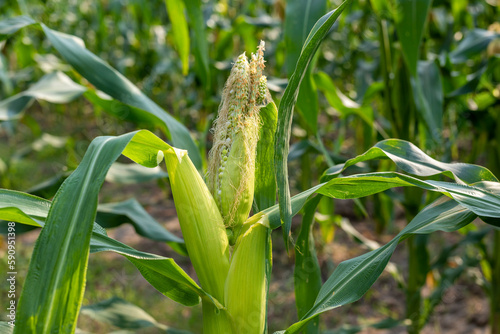 Close-up photo of corn cob in corn plantation field that is growing poorly, diseased corn.
