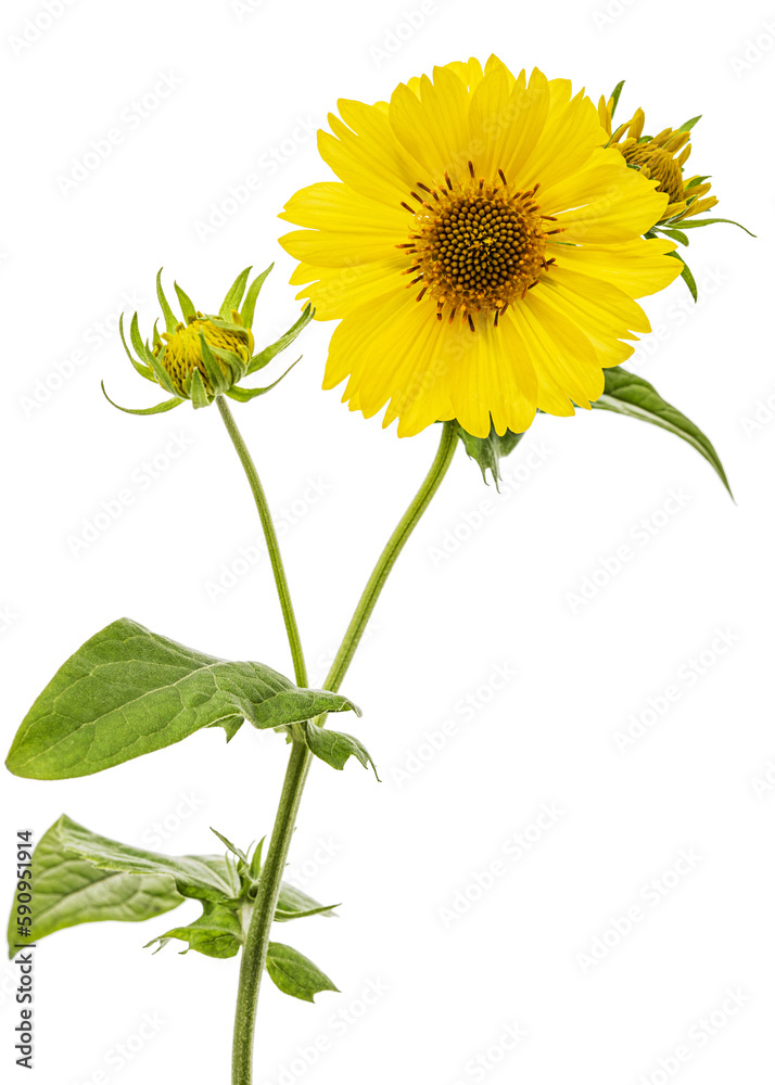 Yellow flowers of coreopsis (Coreopsis lanceolata), isolated on white background