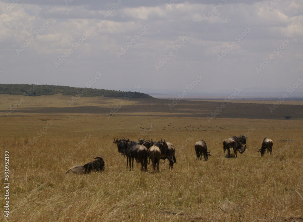 Landschaft, Horizont und Gnus in Kenia