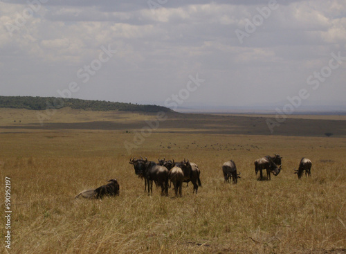 Landschaft, Horizont und Gnus in Kenia