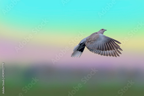  Eurasian collared dove  ( Streptopelia decaocto ) isolated against multicolor sky background. Bird in flight. © Bill Stefanis