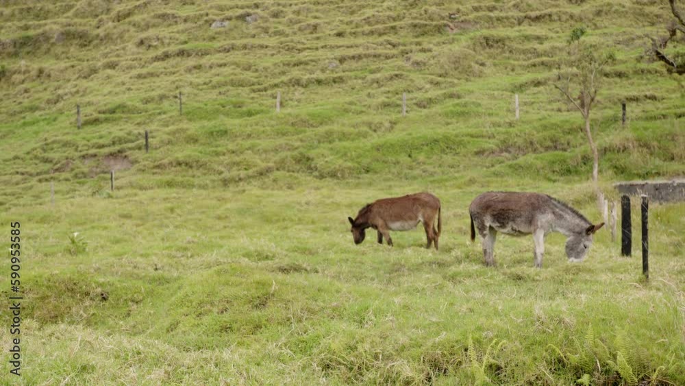 donkeys in the field donkeys in the field