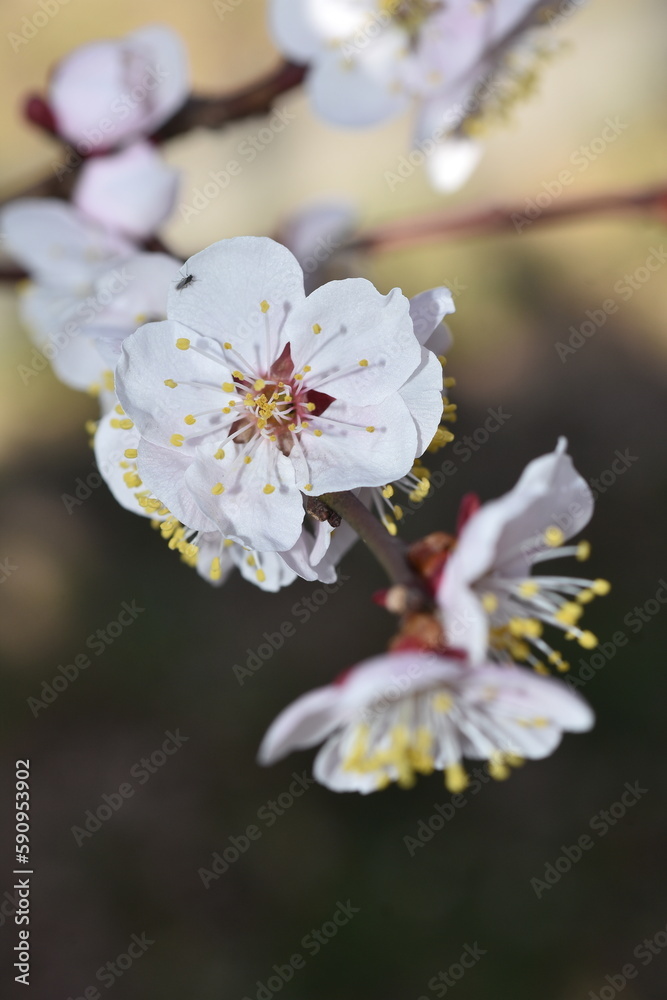 Cherry blossom in spring, Tokyo, Japan