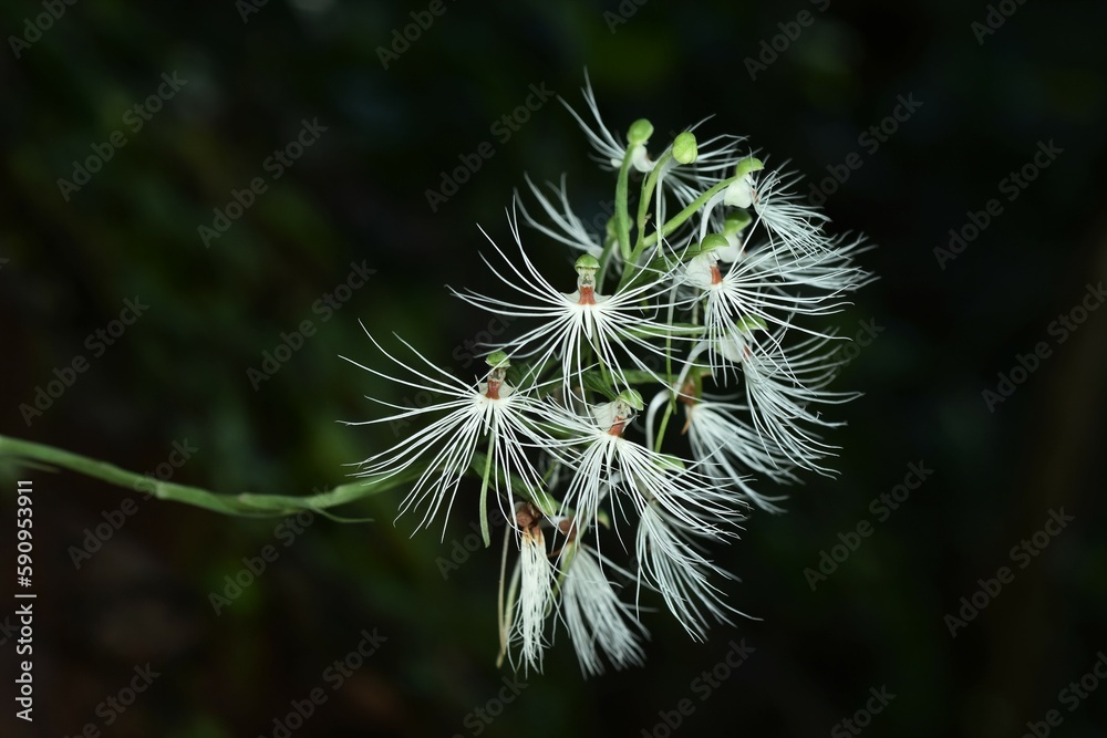 Miracle terrestrial Orchid Habenaria in Laos Miracle terrestrial Orchid Habenaria in Laos