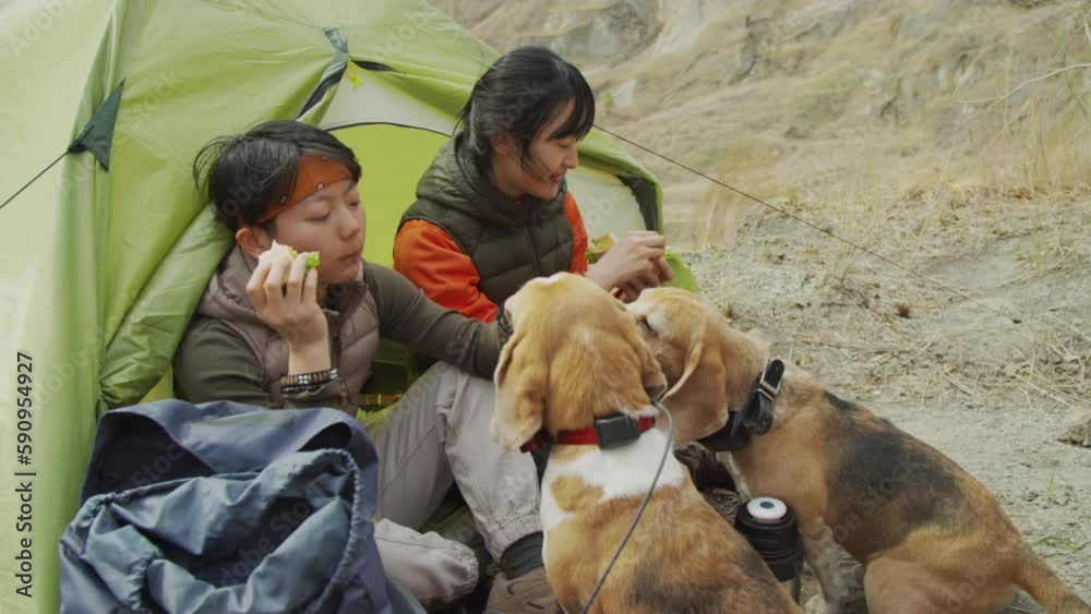 Full medium shot of two female Asian friends having lunch by entrance of tent, hiking on rocky coast. Their two beagles sitting beside, young women feeding them with parts of their sandwiches Full medium shot of two female Asian friends having lunch by entrance of tent, hiking on rocky coast. Their two beagles sitting beside, young women feeding them with parts of their sandwiches