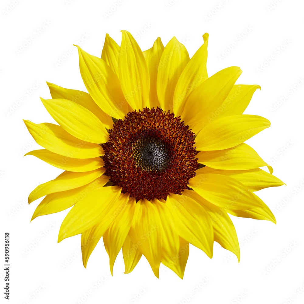 Fototapeta premium Sun flower isolated on white background