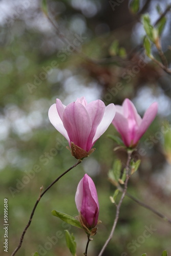 pink magnolia flowers