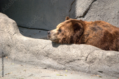 June 5, 2008. Brookfield, Illinois, USA. A bear in the Chicago Zoological Society zoo, commonly known as the Brookfield Zoo.