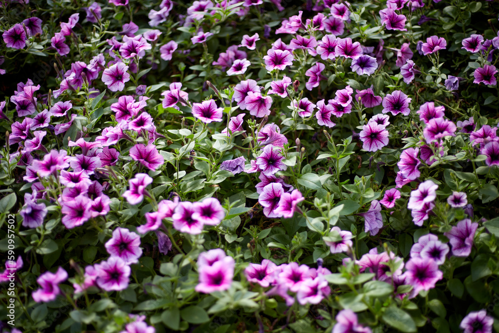 Japanese morning glory field in the autumn mountain village