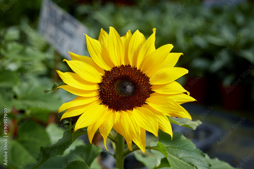 sunflower in the garden sunflower in the garden