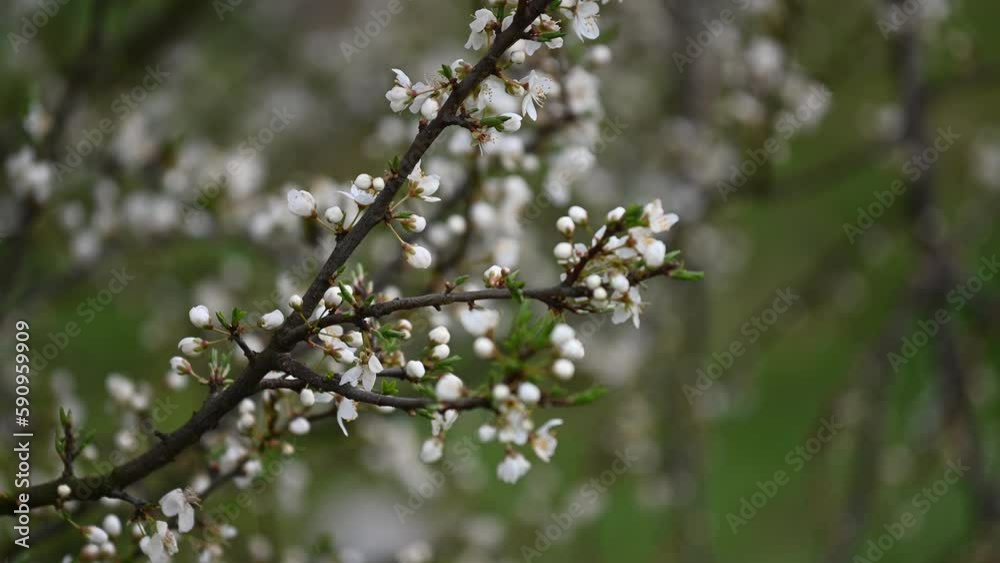 flowers in the wind during a sunny spring day in Hungary flowers in the wind during a sunny spring day in Hungary
