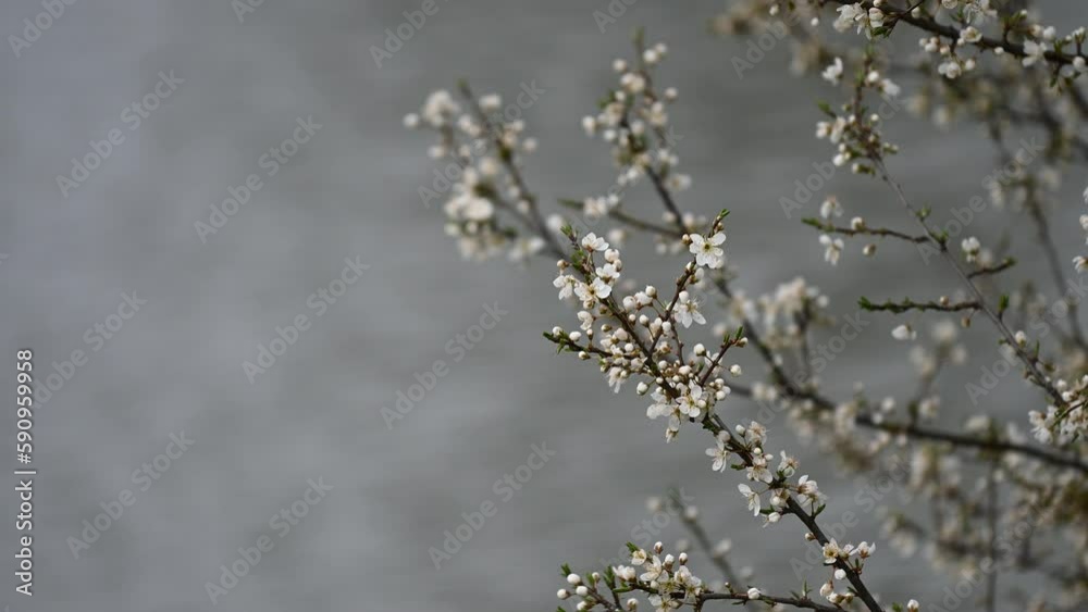 Spring flowering cherry background in spring