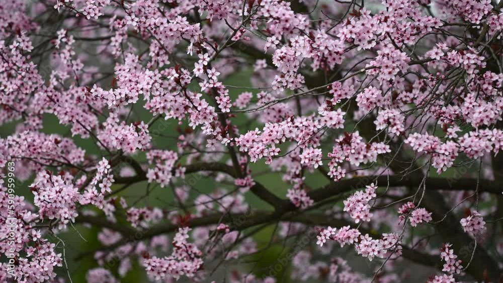 Cherry blossom branches in full bloom in Europe Cherry blossom branches in full bloom in Europe