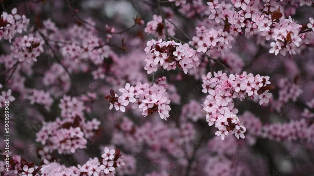Cherry blossom flowers background in full bloom Cherry blossom flowers background in full bloom
