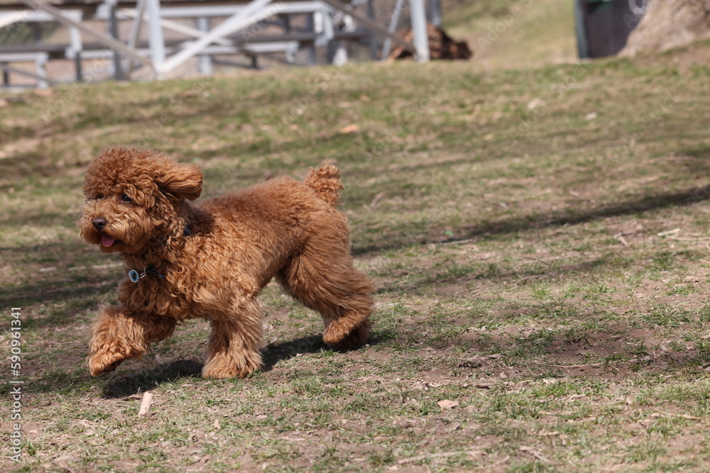 poodle walking in grass
