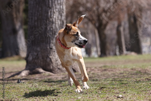 american staffordshire terrier