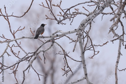 American Robin