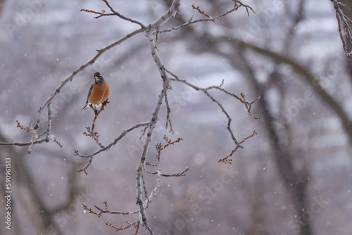 robin on branch © Irukandji