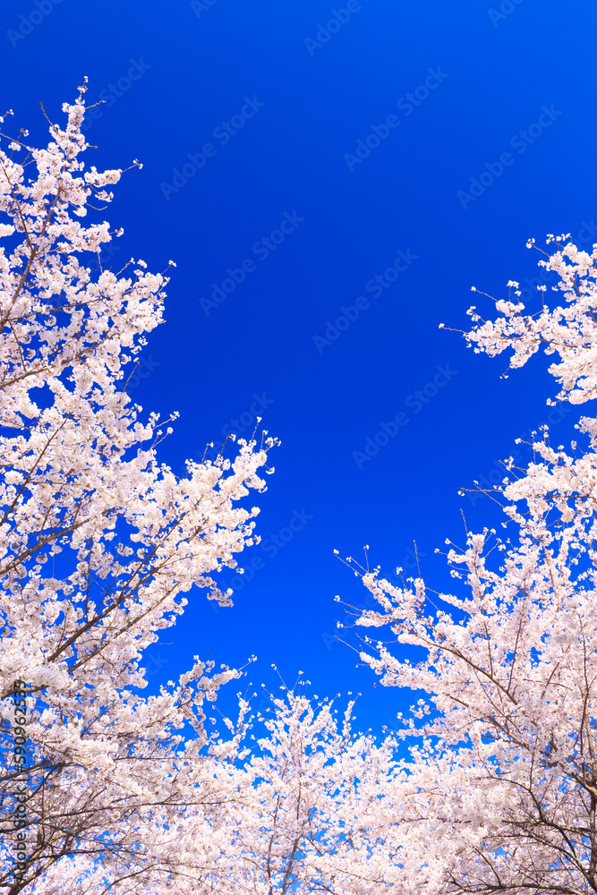 pink cherry blossom and blue sky pink cherry blossom and blue sky