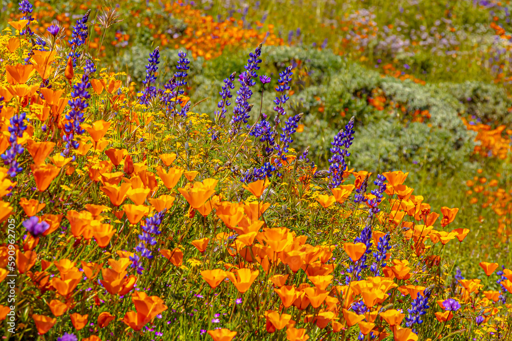 Superbloom