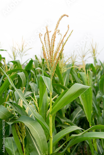 corn field