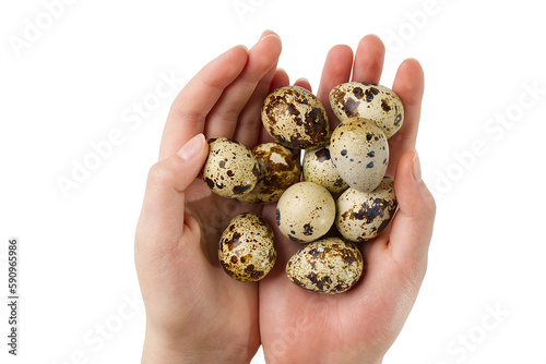 Pile of quail eggs in hand isolated on white background. eco healthy food concept