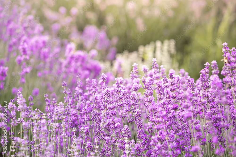 Obraz premium Lavender bushes closeup on sunset. Sunset gleam over purple flowers of lavender. Provence region of France.