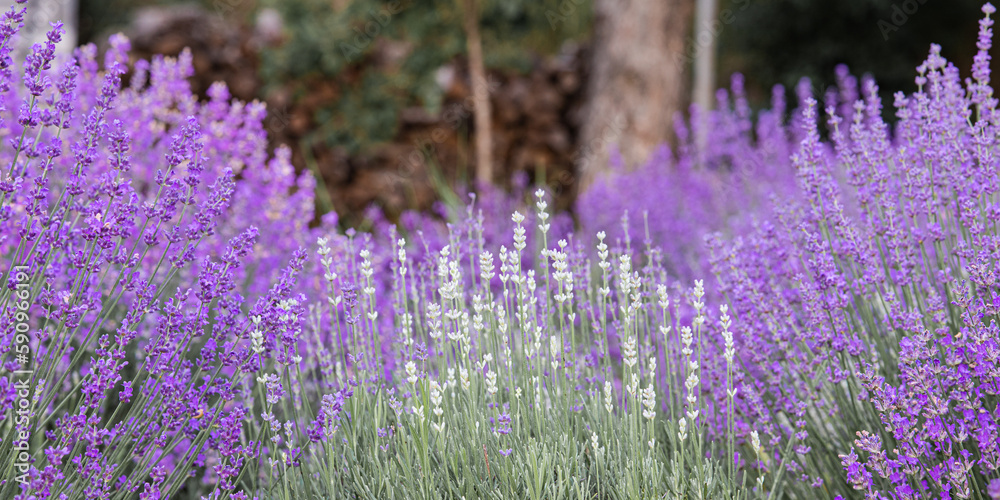 Fototapeta premium Lavender bushes closeup on sunset. Sunset gleam over purple flowers of lavender. Provence region of France.