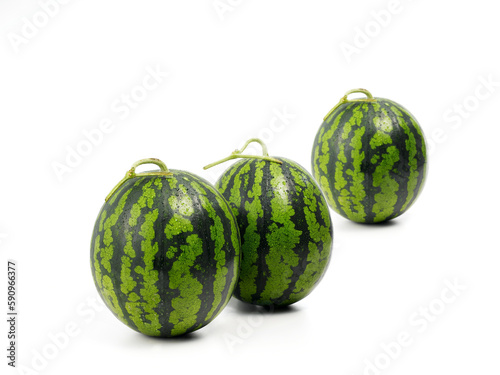 수박 수박