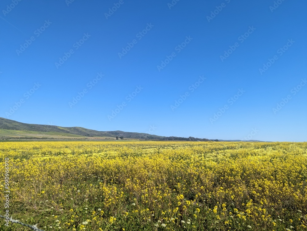 Cowell Ranch State Beach farm field landscape, wildflower farm field, Half Moon Bay coastal farm field Cowell Ranch State Beach farm field landscape, wildflower farm field, Half Moon Bay coastal farm field